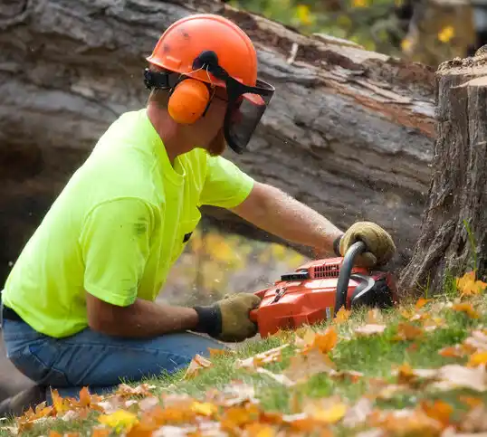 tree services Madison